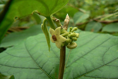 Heterostemma dalzellii